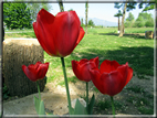 foto Tulipani